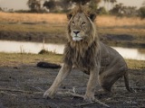 Seba - Male Lion on the move